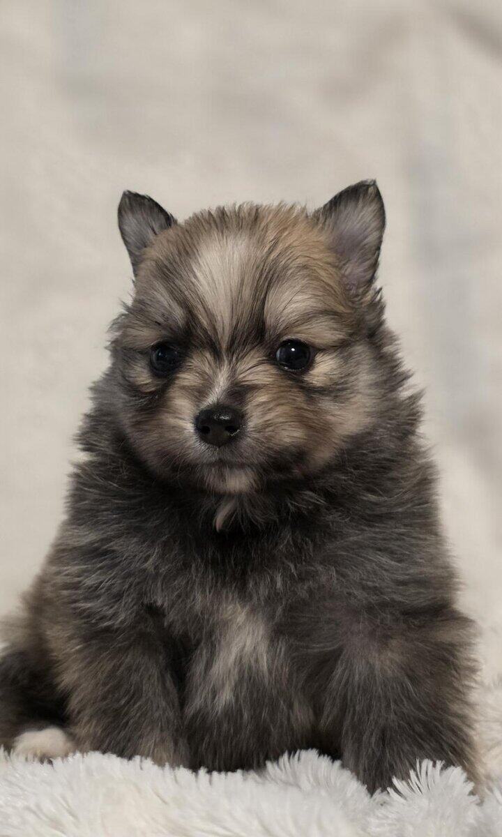 Pomeranian puppies image 8