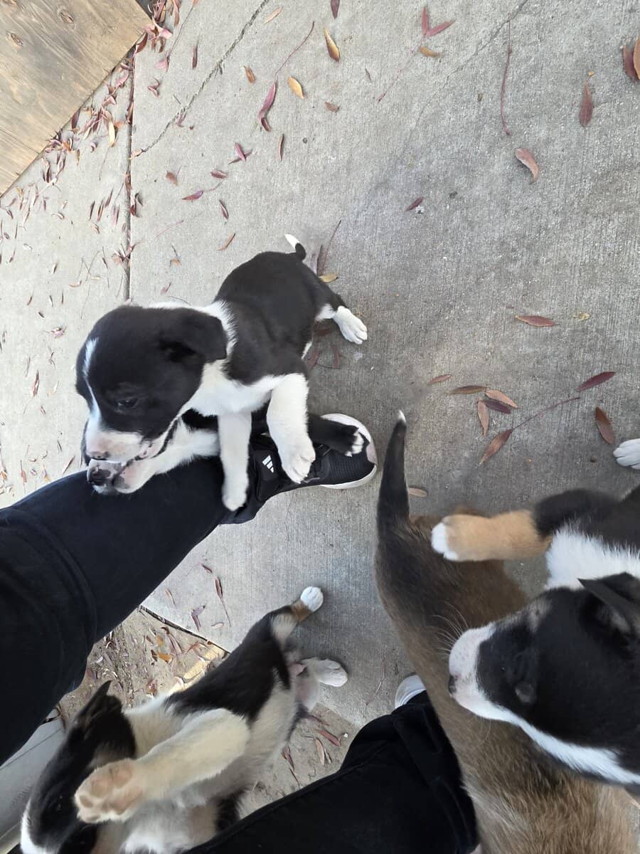 Free puppies German Shepard mix image 2