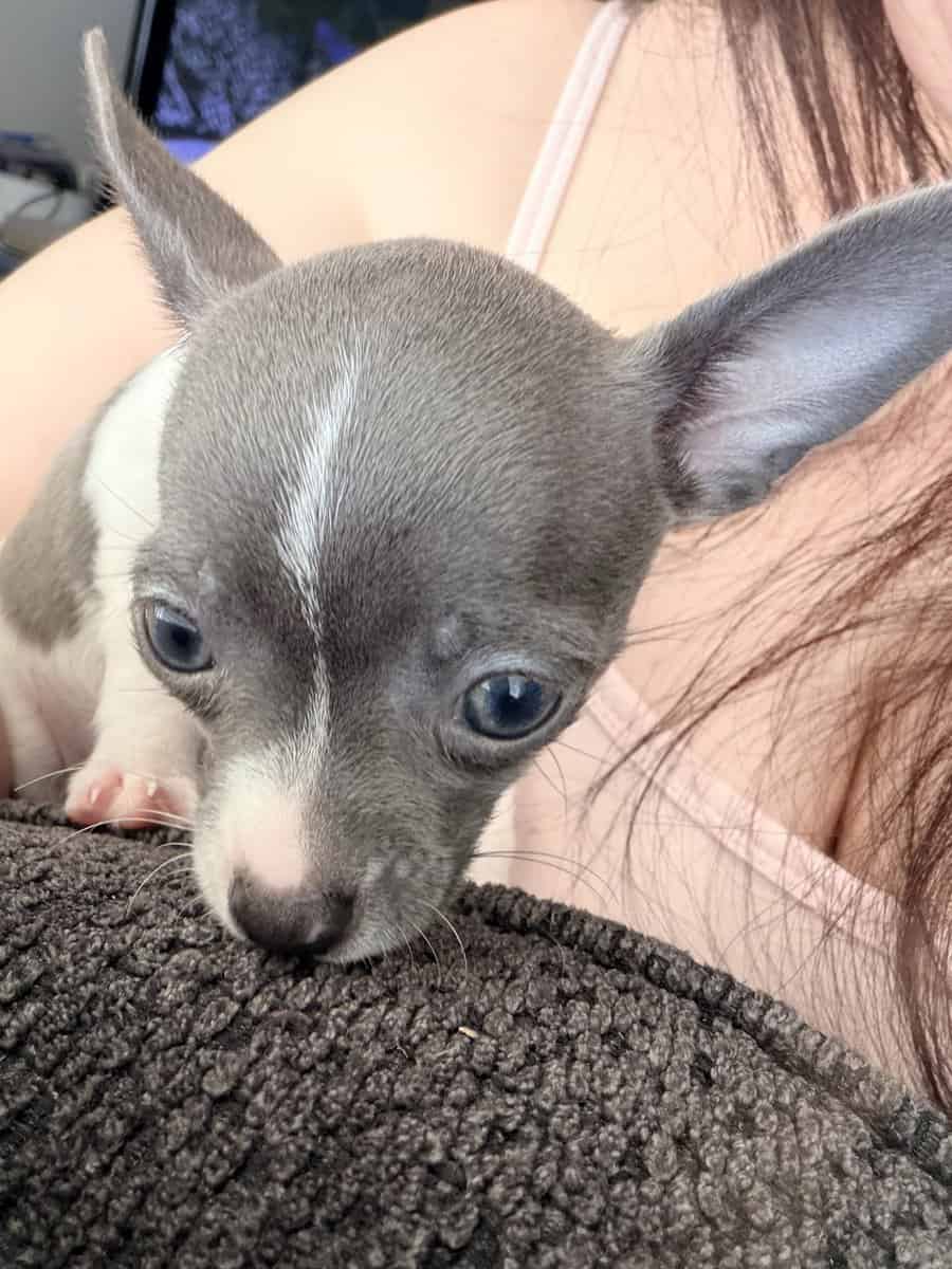 Female Chihuahua image 2