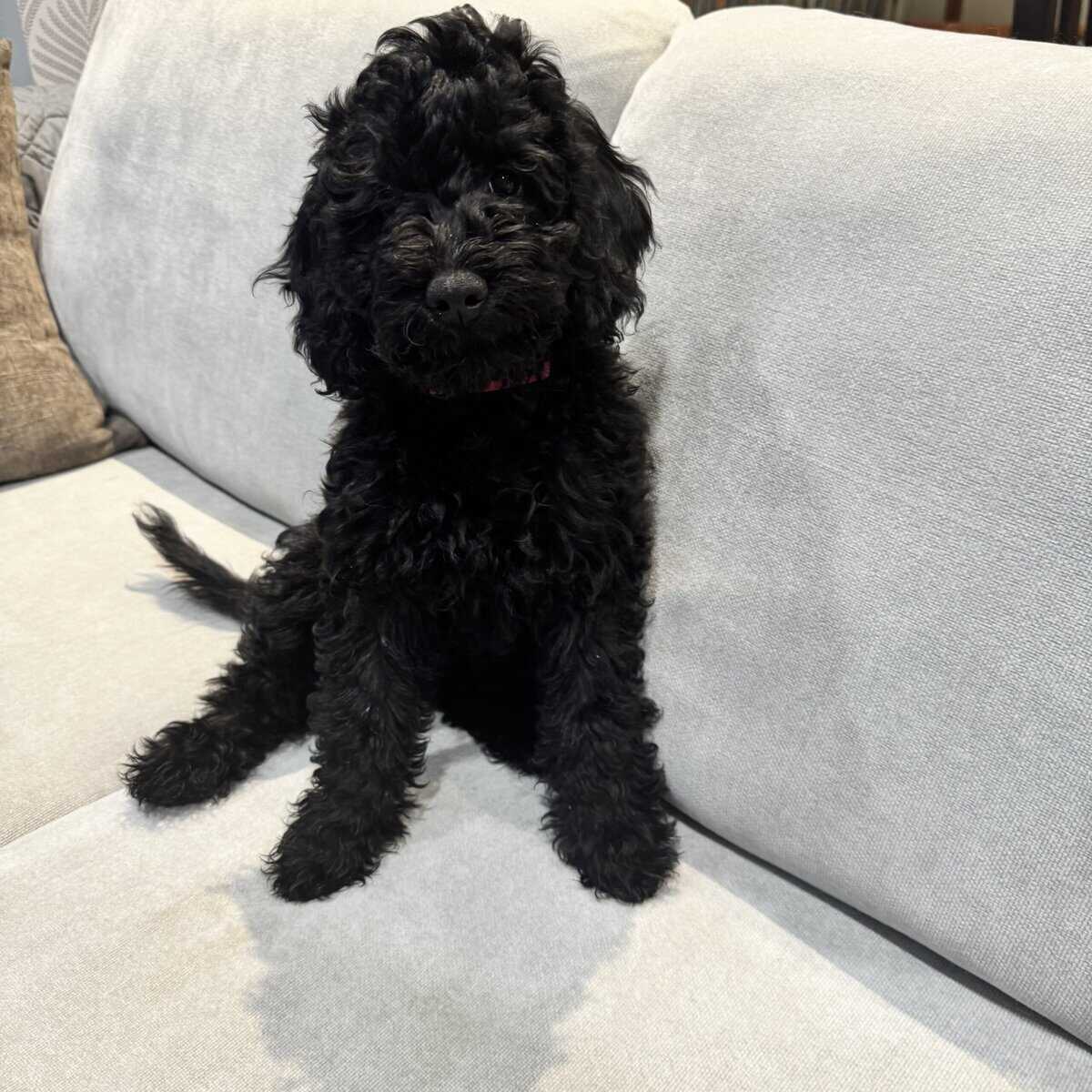 f1bb Mini Merle Goldendoodles image 2