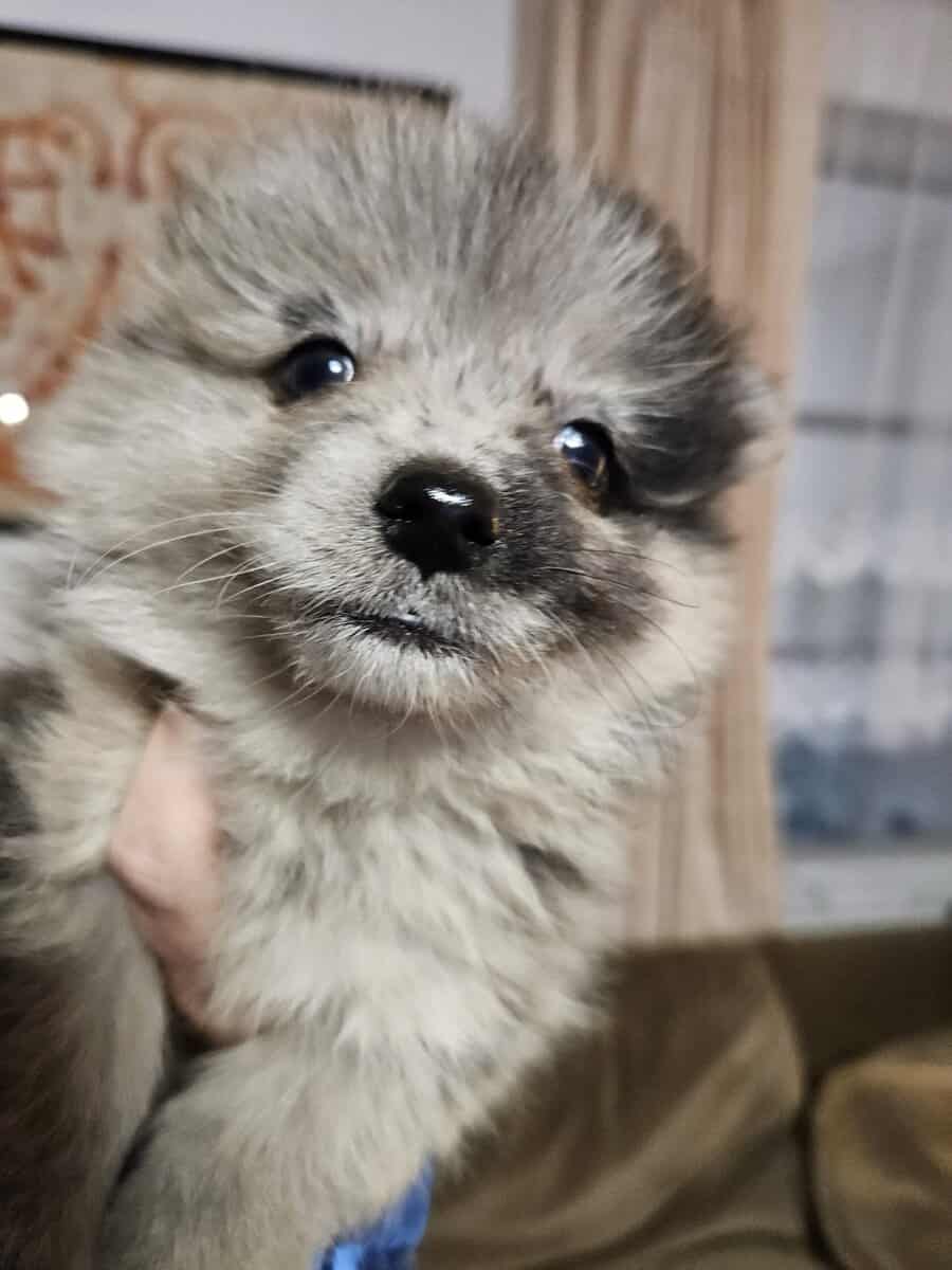 Pomeranians image 12