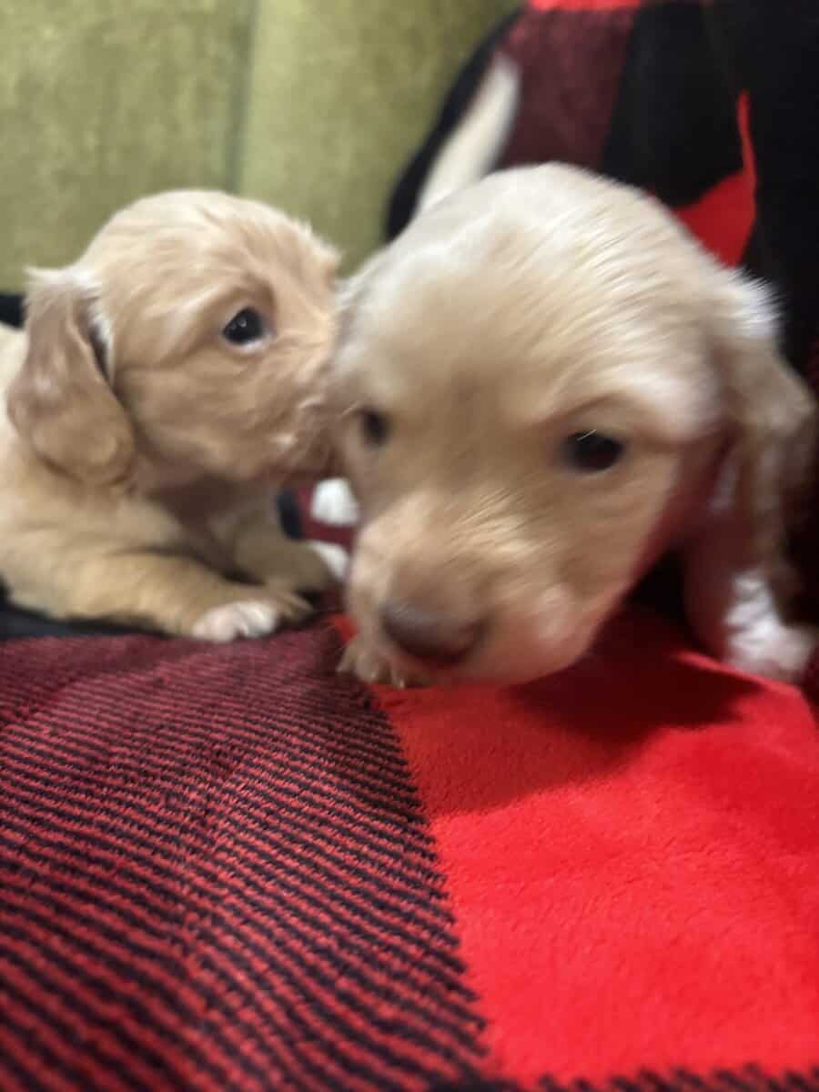 Beautiful English cream long hair puppies for sale image 3