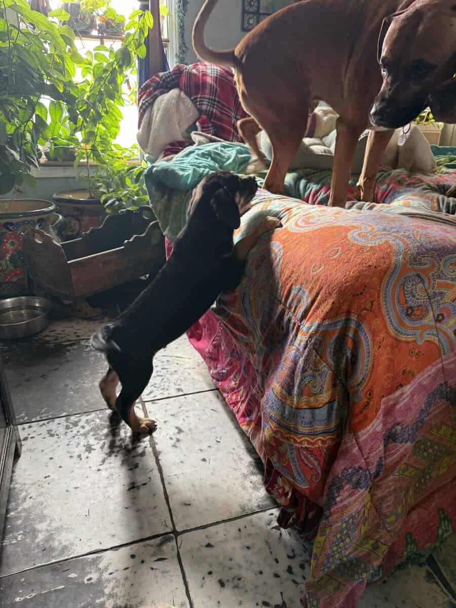 Catahoula bloodhound puppies image 3