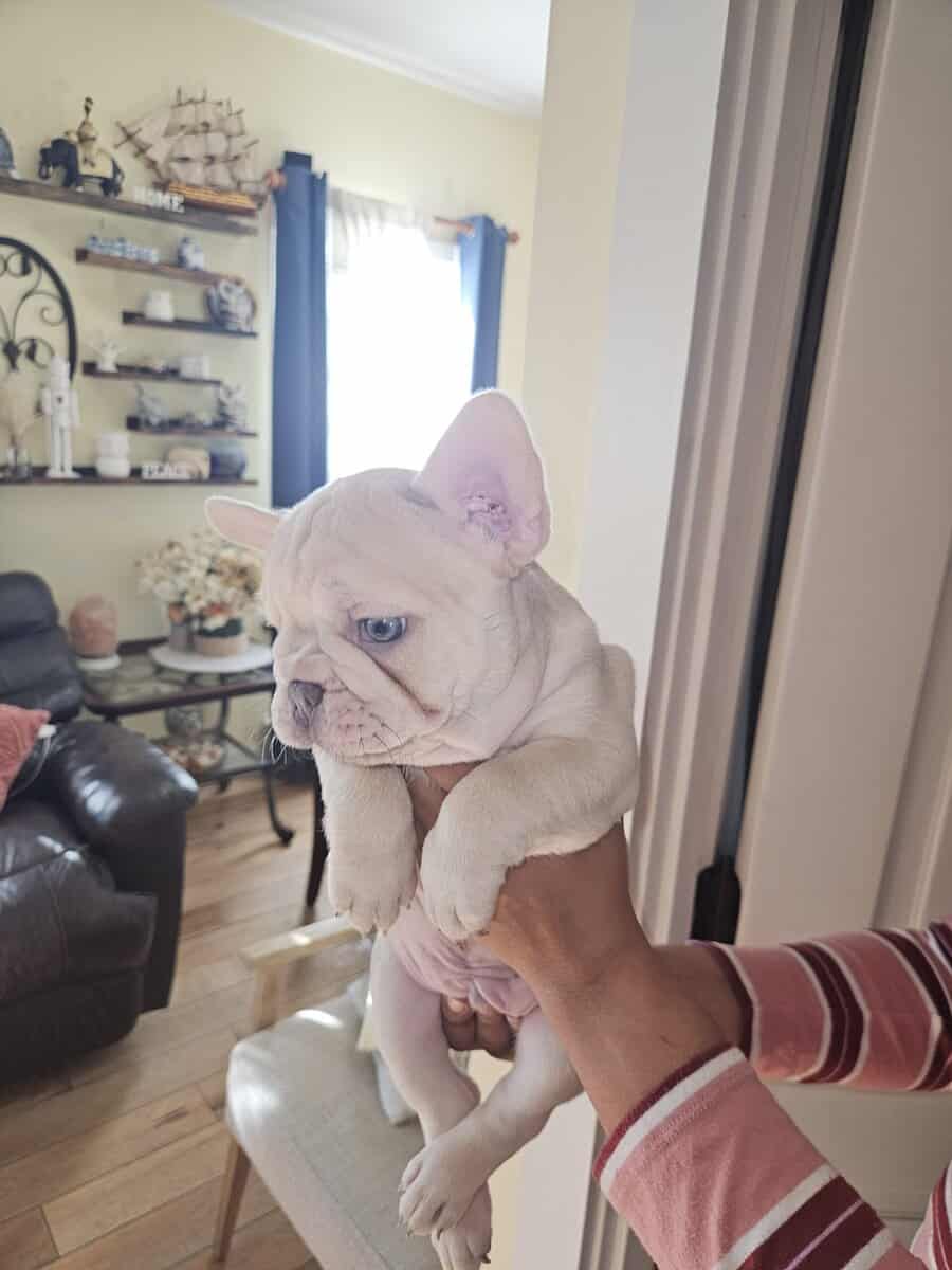 French bulldogs puppies image 12