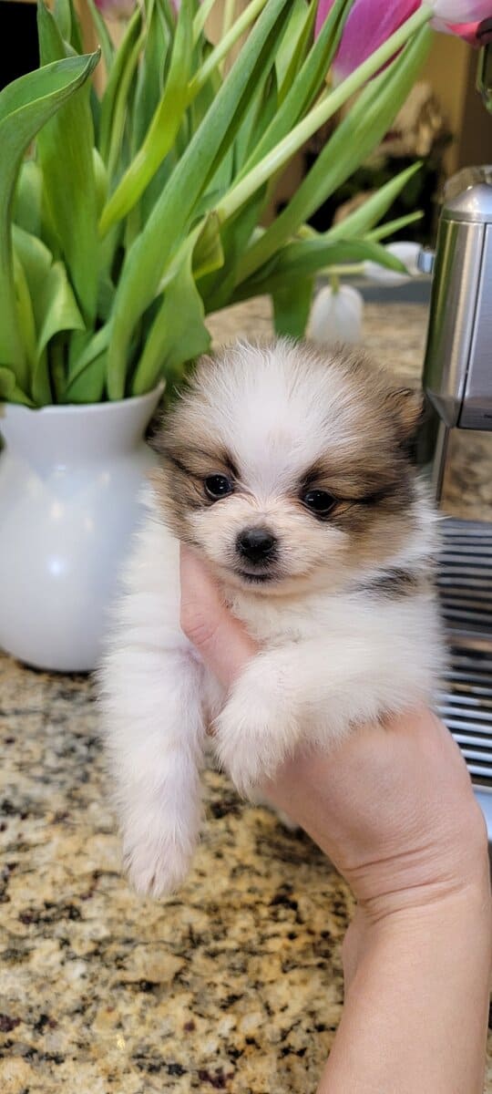Pomeranian Puppies XS / MINI image 7