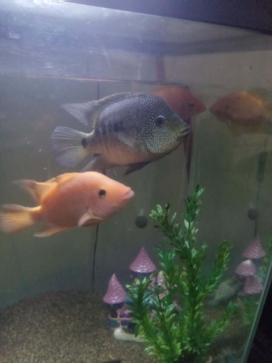 Cichlids image 1