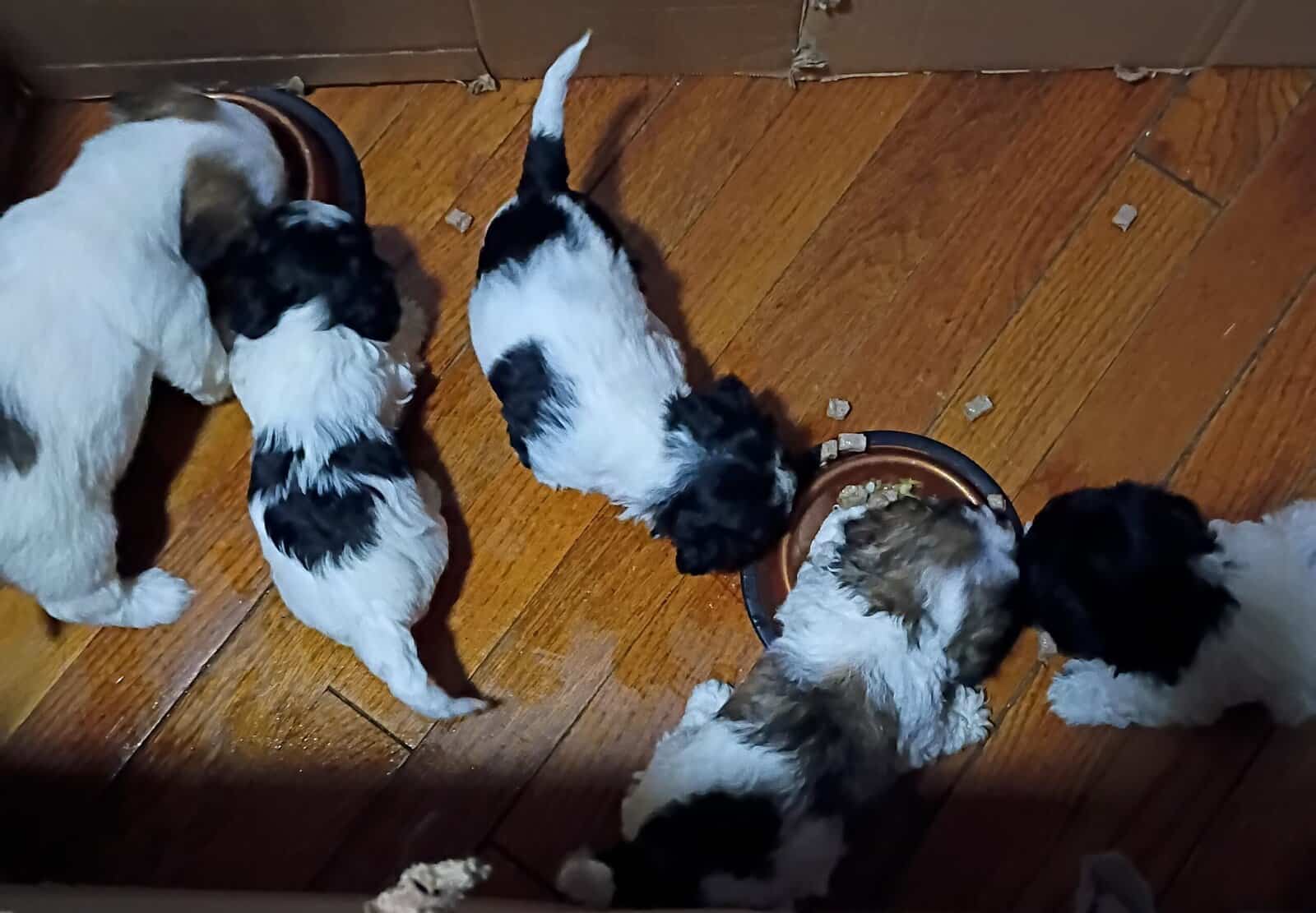 Maltipoo puppies image 7