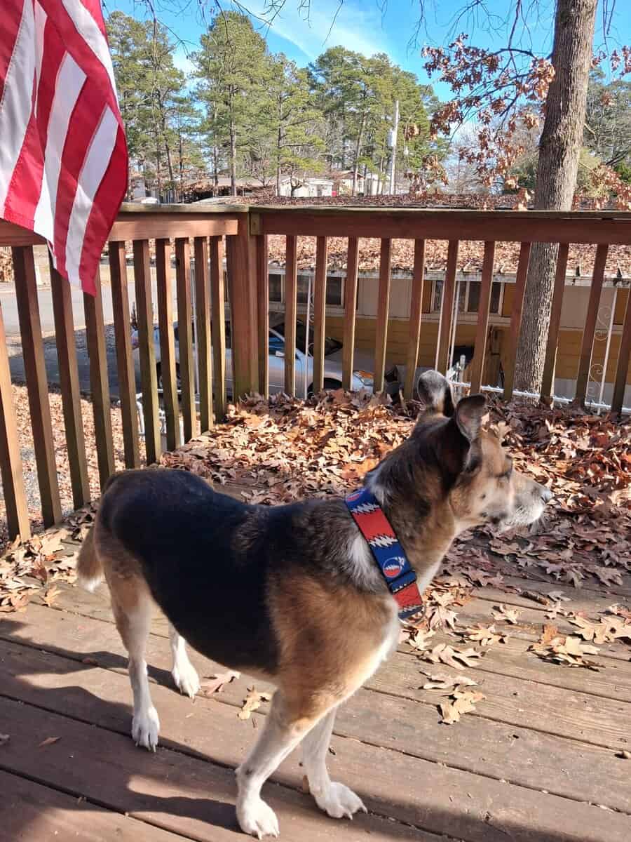 Looking for German Shepard X image 1