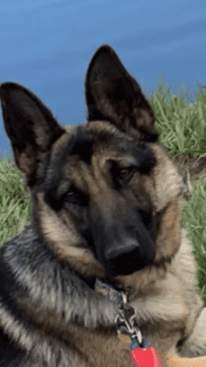Sable German Sheperds image 9
