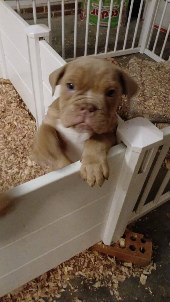 Male Olde english bulldogge image 2