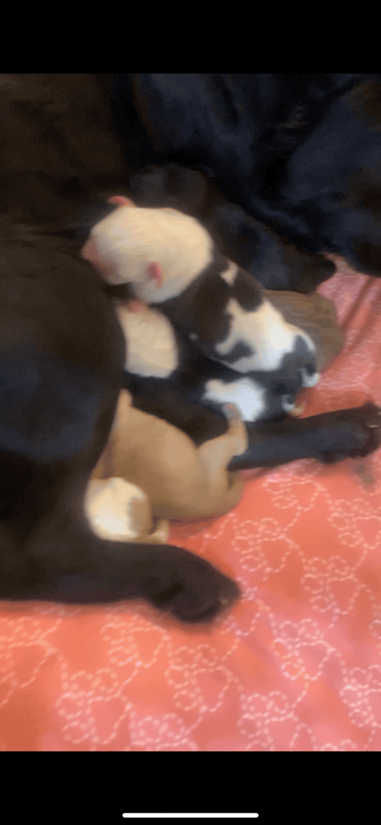 Chow × Staffordshire Terrier Mix Puppies (Newbo image 1
