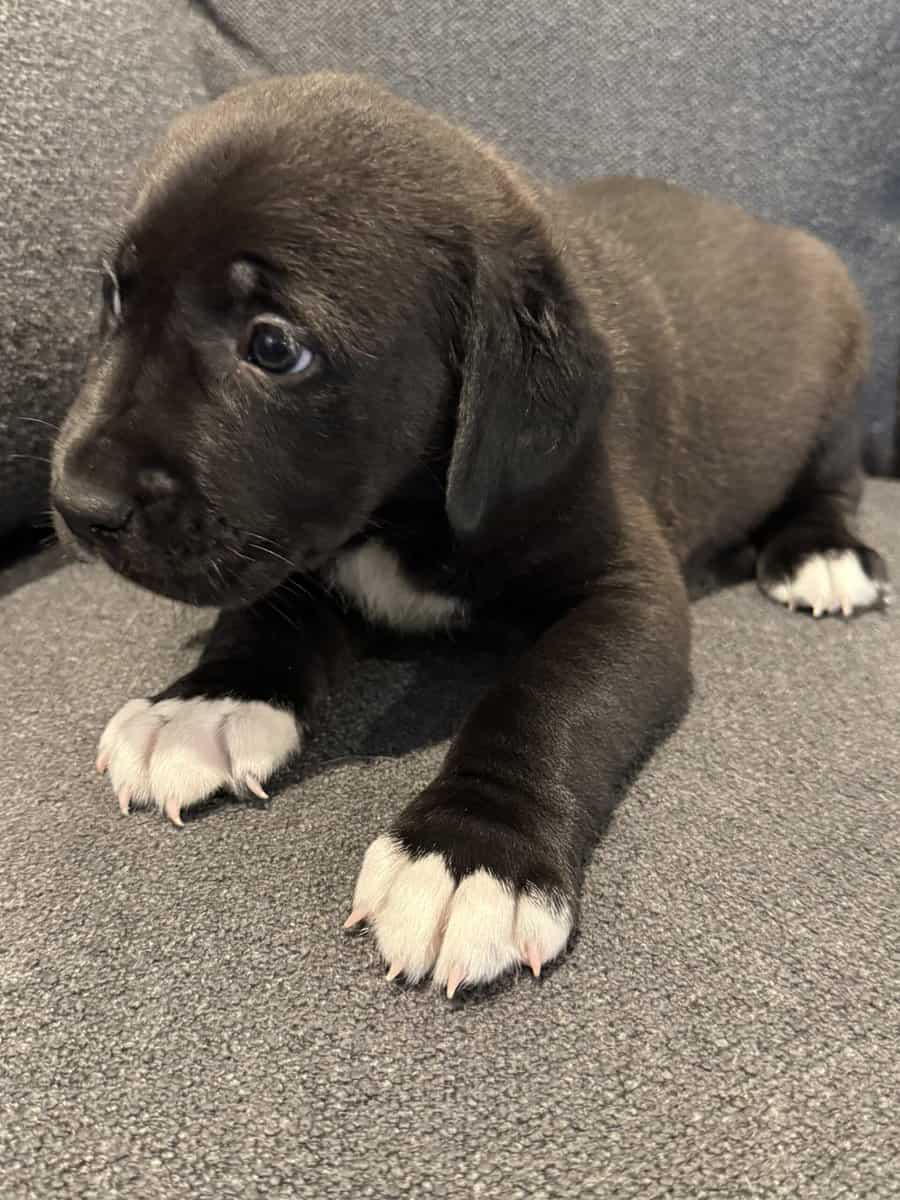 Shepard Mix Puppies image 5