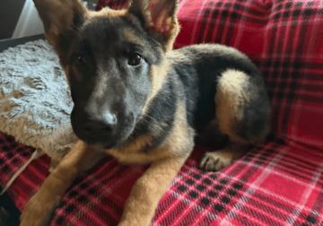 Female German shepherd Puppy