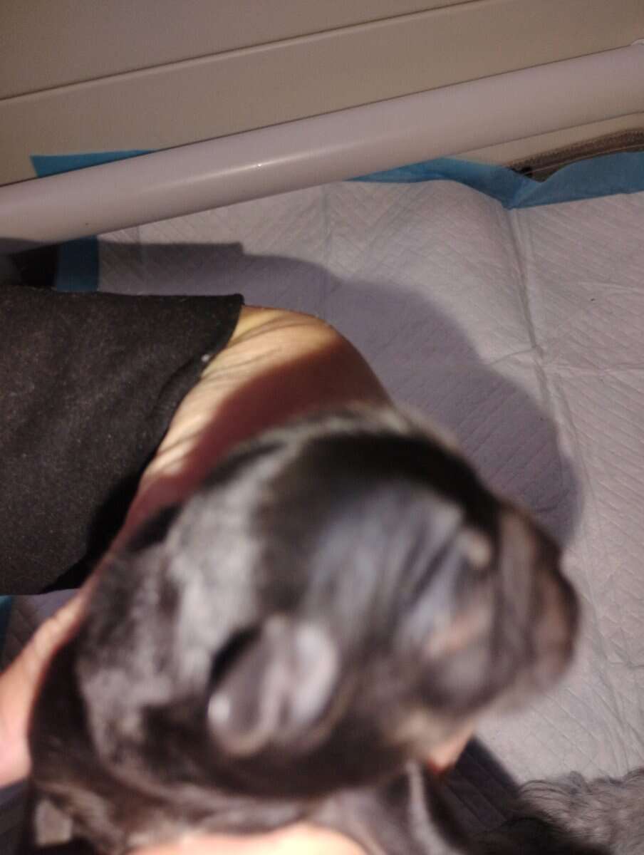 Hypoallergenic shipoo image 9