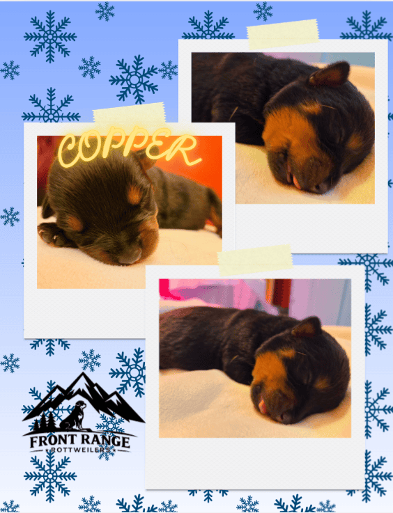 Front Range Rottweilers Looking For Loving Homes image 6