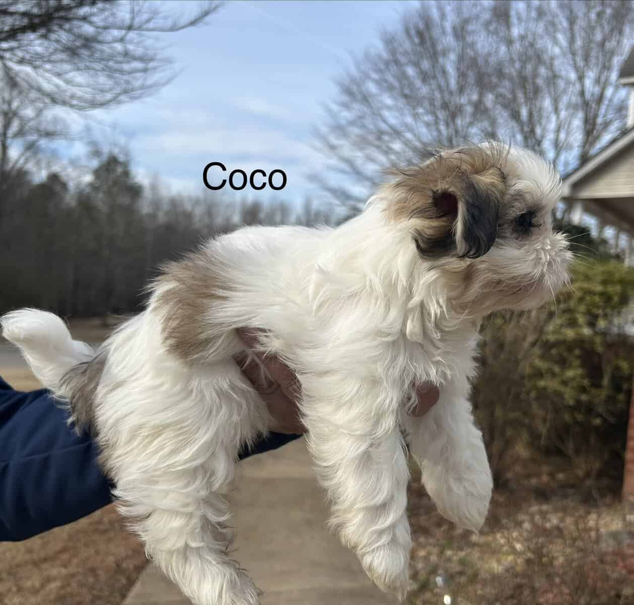 Shih Tzu Puppies ready for adoption! image 4