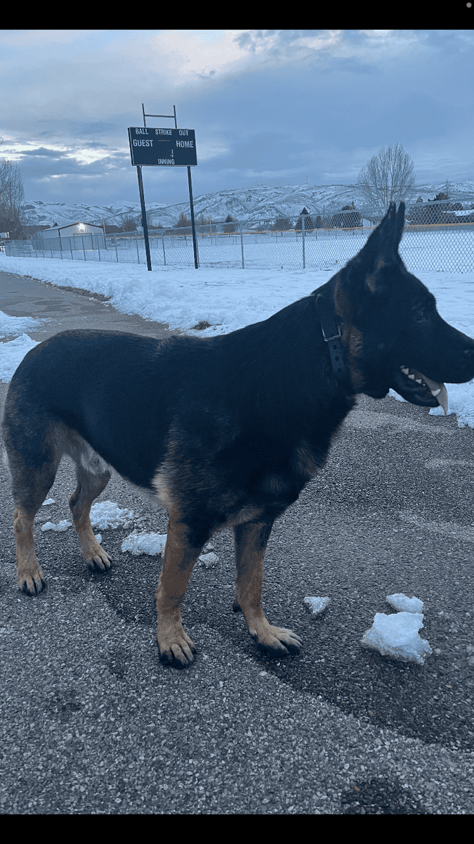 Sable German Sheperds image 6