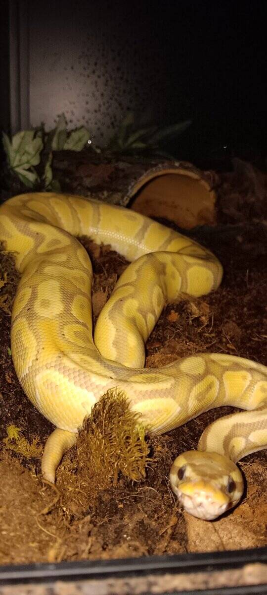 Banana Ball Python image 3