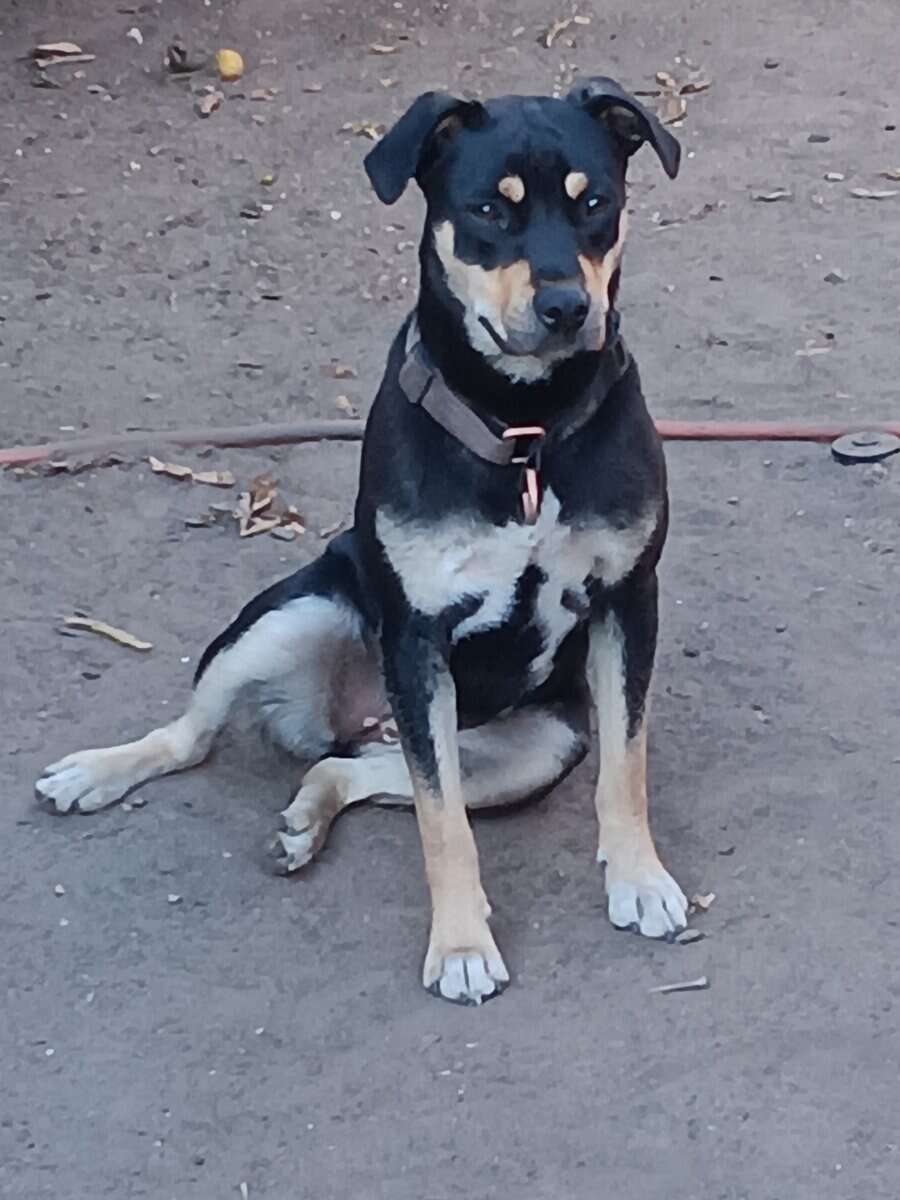 Meet Cassidy Jo - Your Dobie/Pug Bestie! image 3