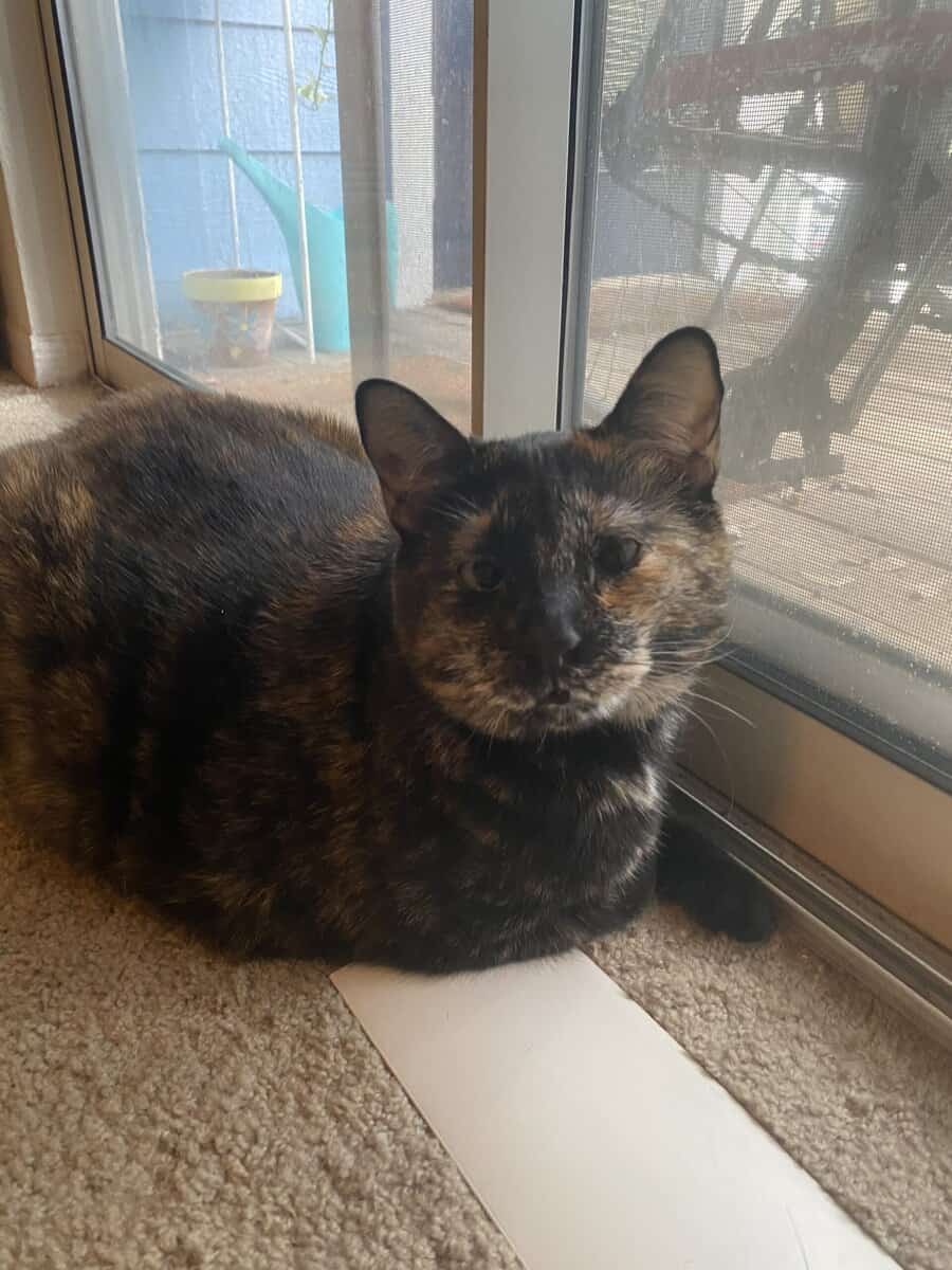 Daisy, tortoiseshell image 2