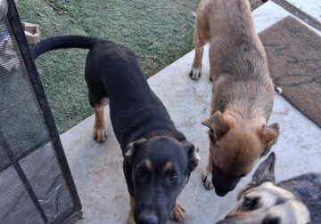 Free Dogs german sheaperd mix