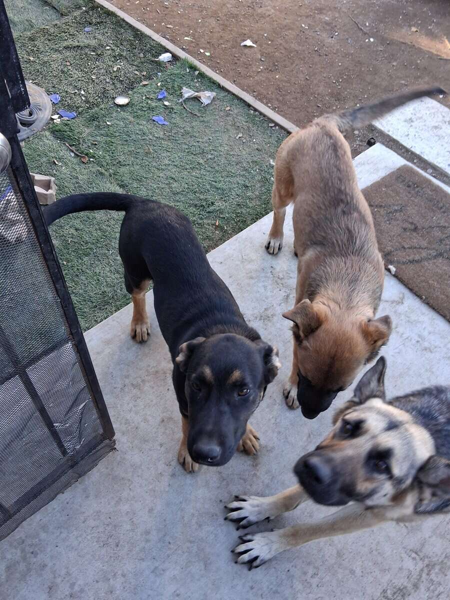 Free Dogs german sheaperd mix image 1