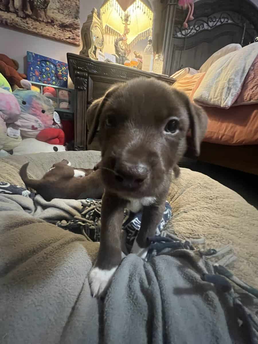 Puppies available very soon image 4