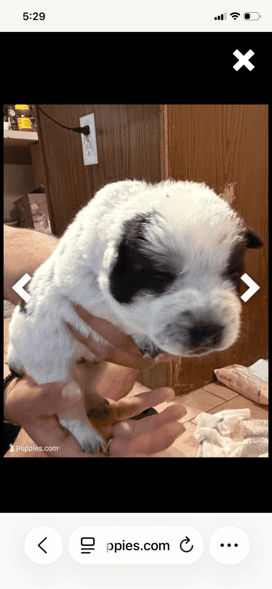 Australian Caddle pups for sale image 12