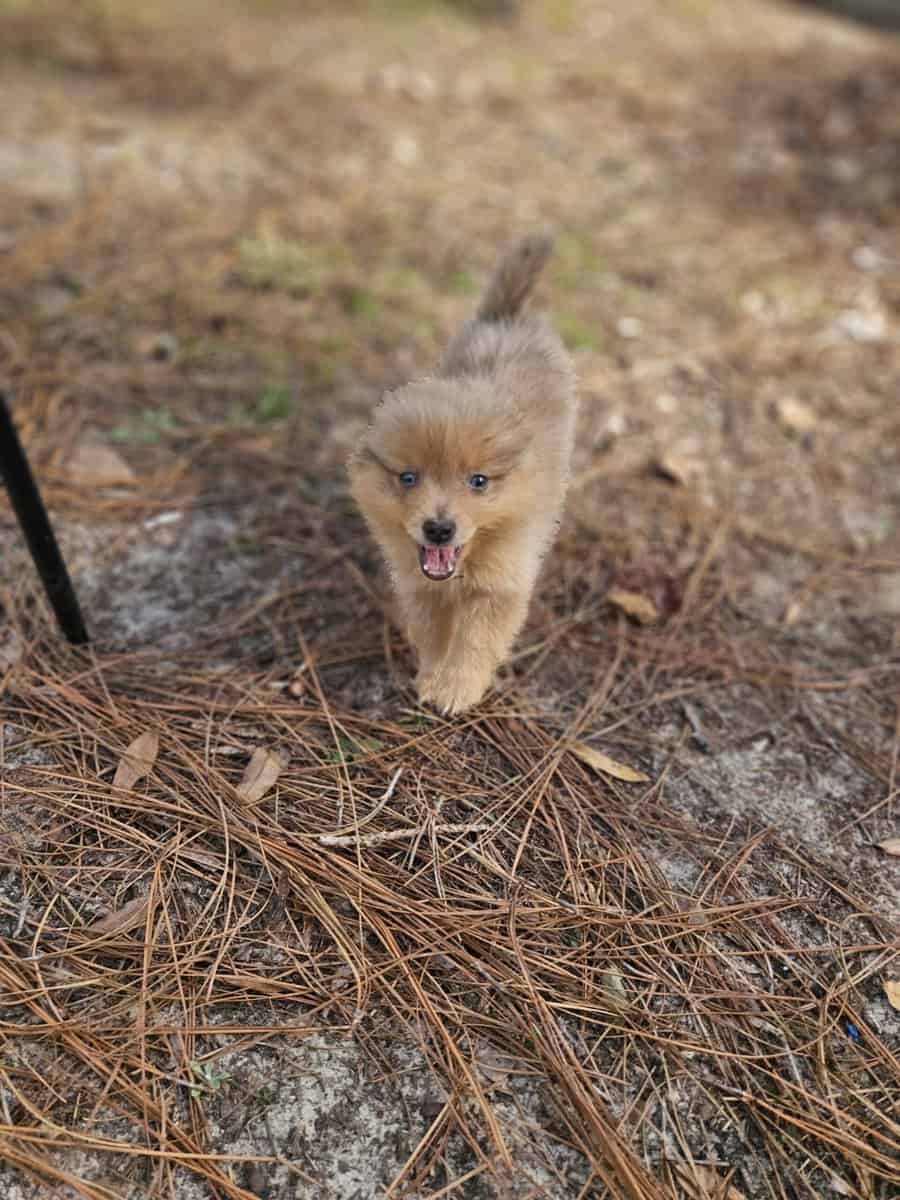 Pomeranians image 3