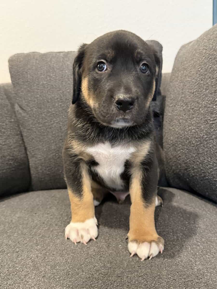 Shepard Mix Puppies image 1