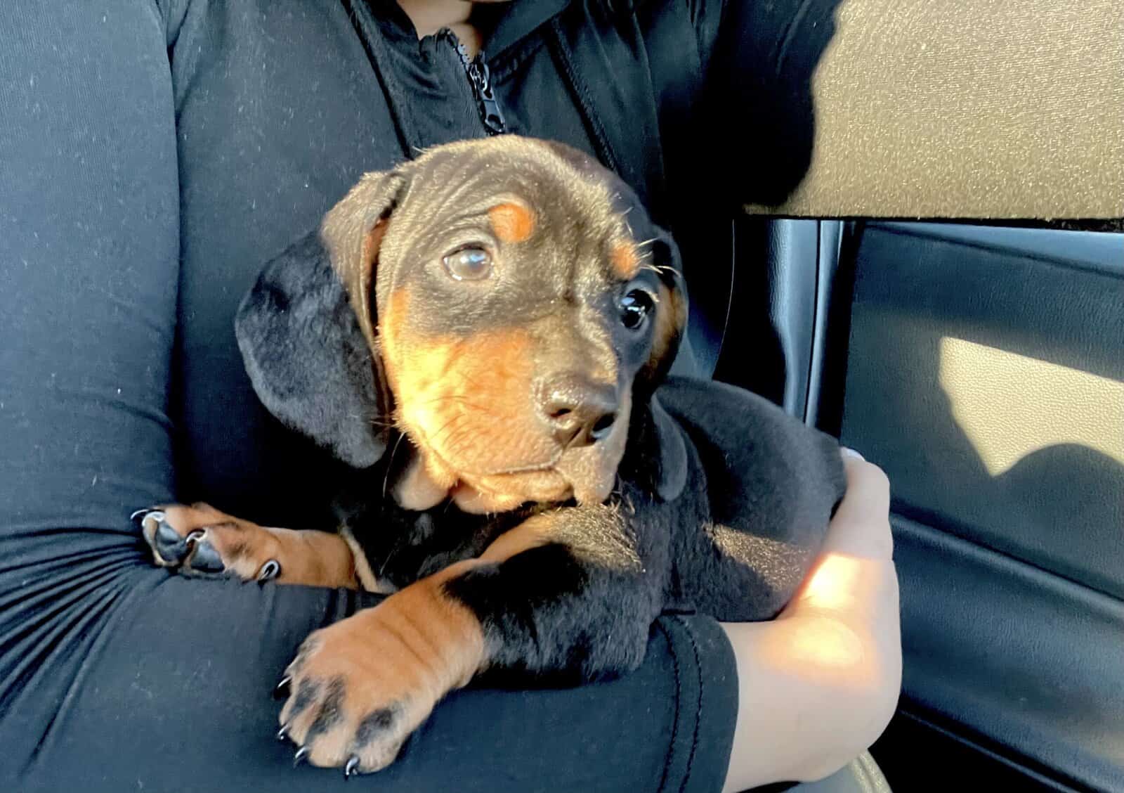 Dachshund puppy image 1
