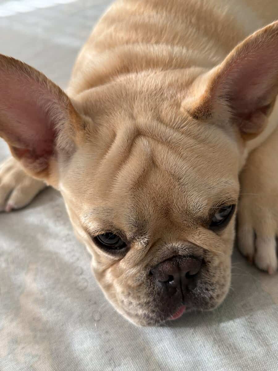 male 1 year fawn sweet, French bulldog image 1