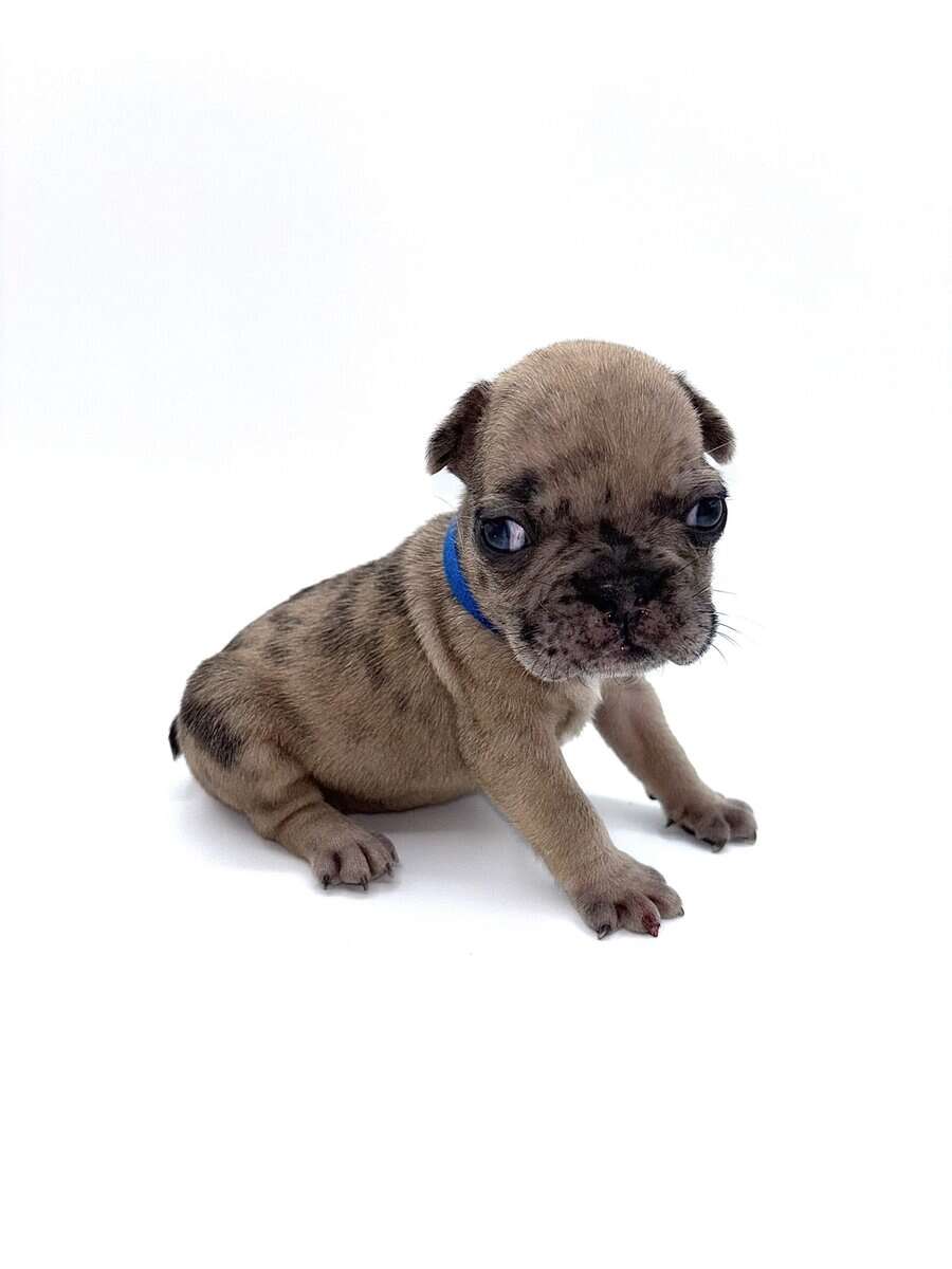 Frenchies carrying pink and fluffy image 16