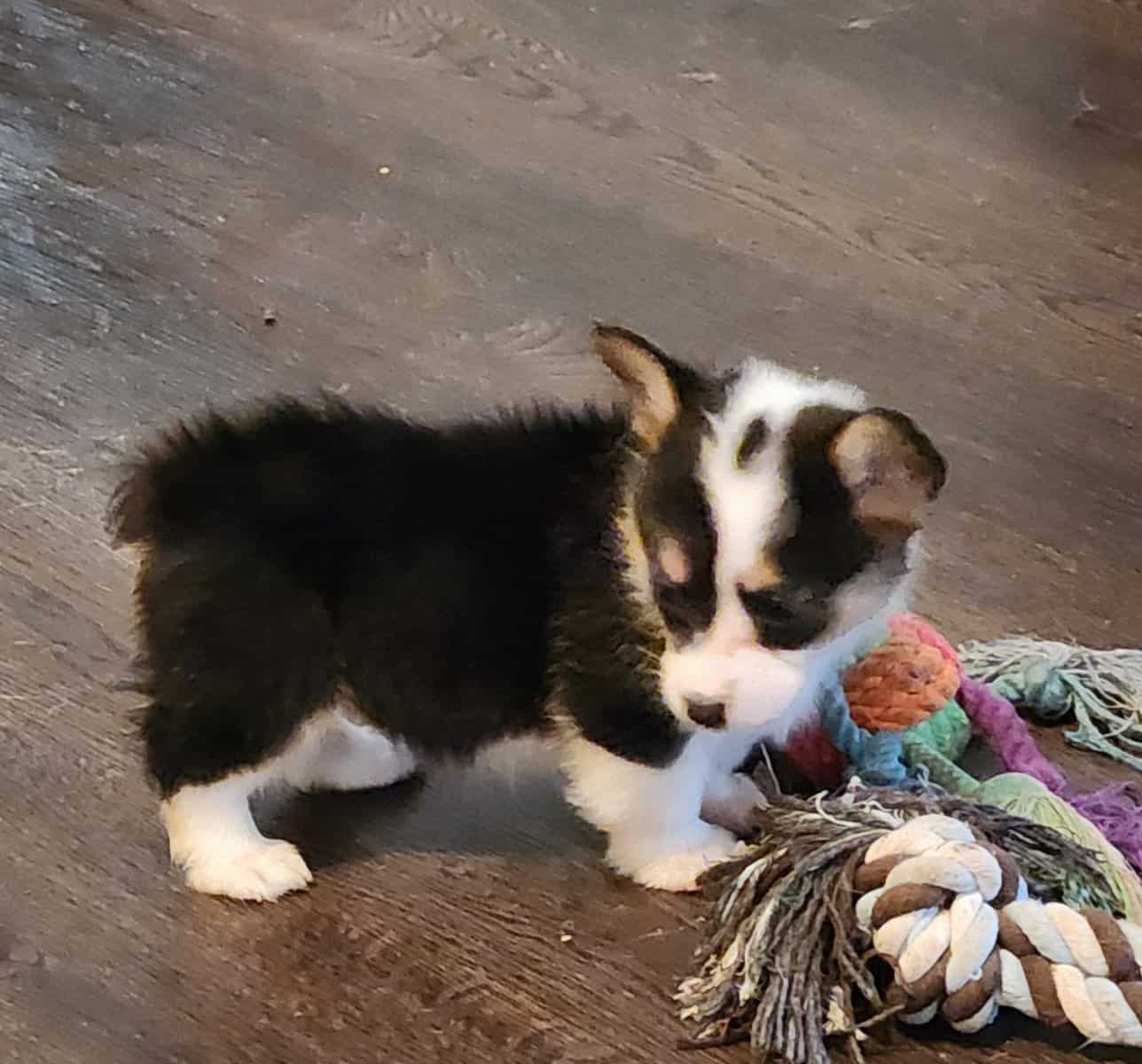 puppies image 12