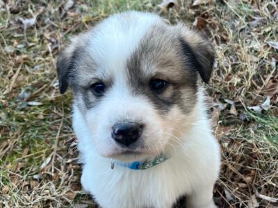 Great Pyrenees mix puppies!