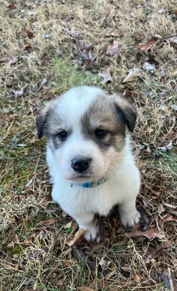 Great Pyrenees mix puppies! image 1
