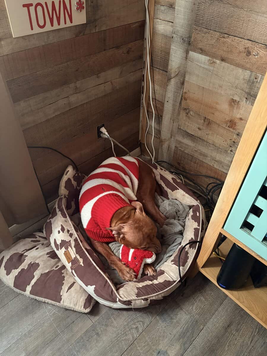 Sammy image 1
