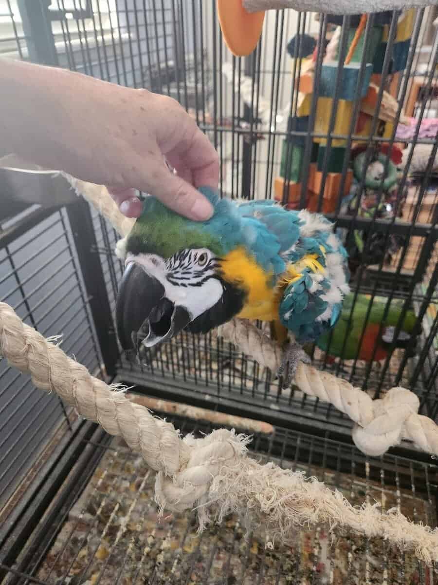 Blue & Gold Macaw image 4