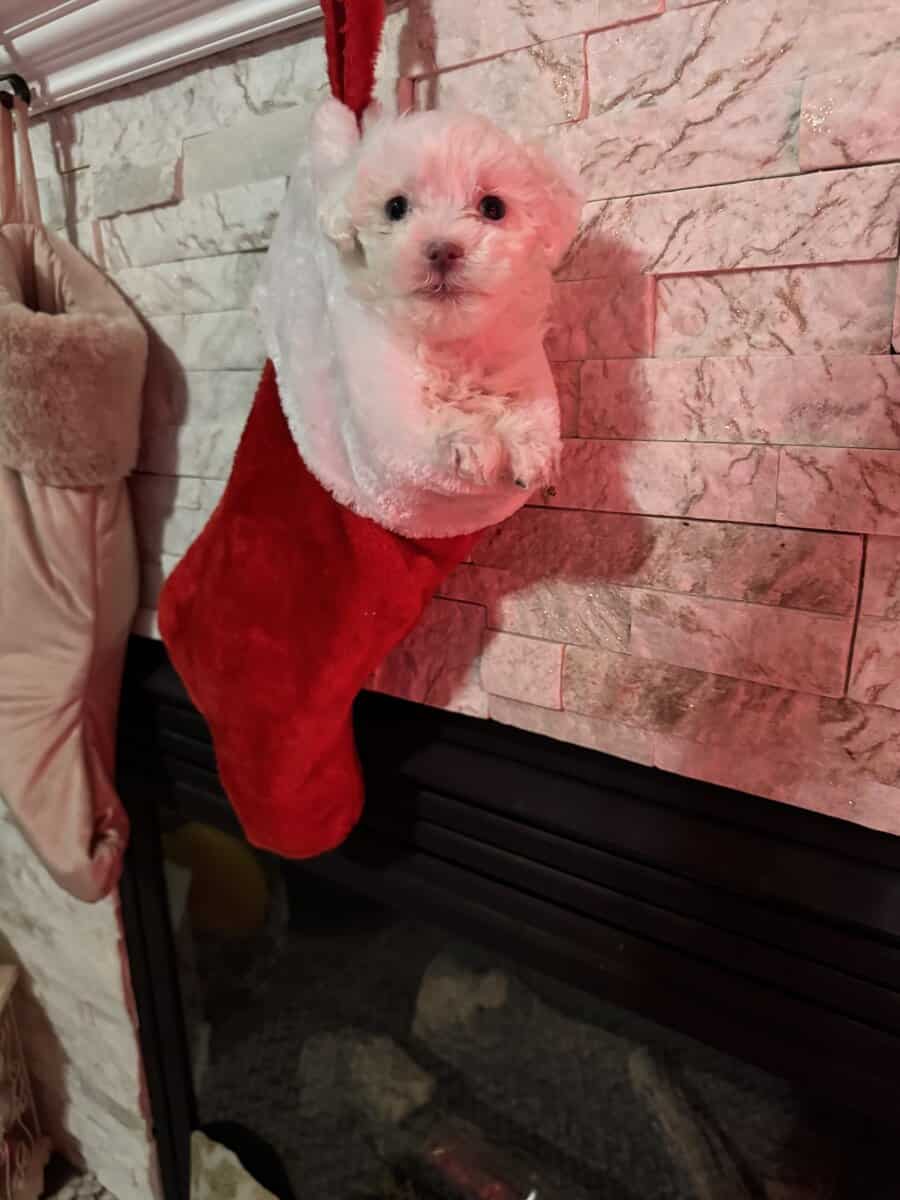 Maltipoo puppy image 5