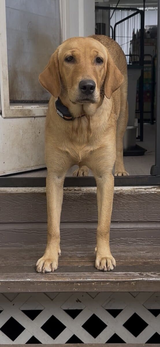 9 month old Golden Labrador Female image 2