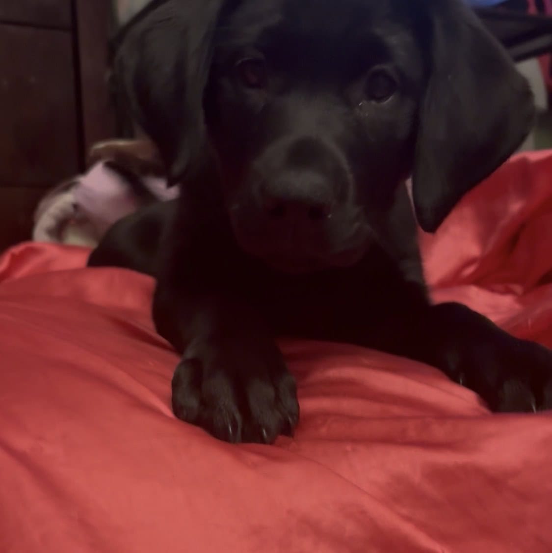 Female American Black Labrador Puppy image 1
