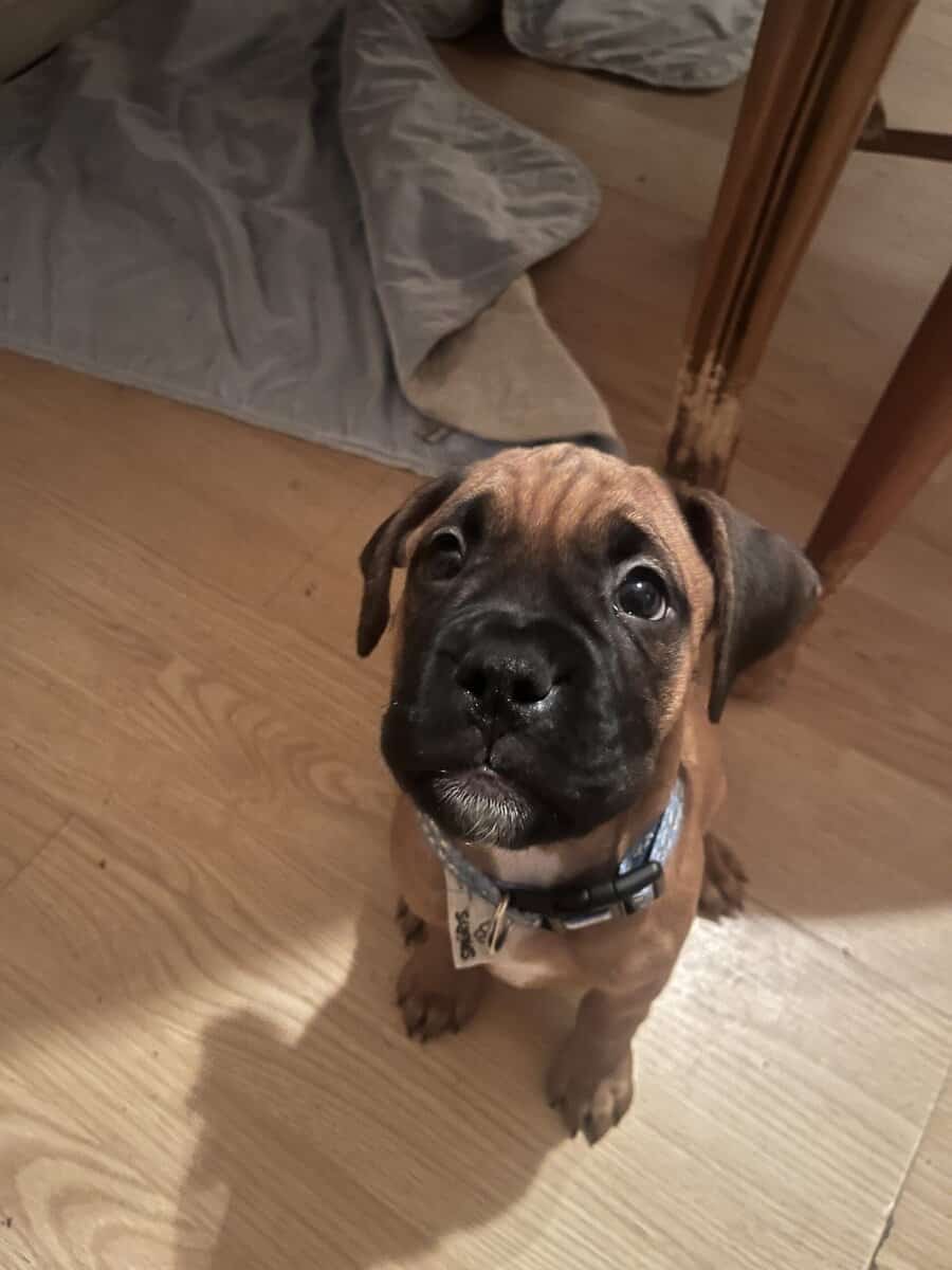 Boxer puppies image 5