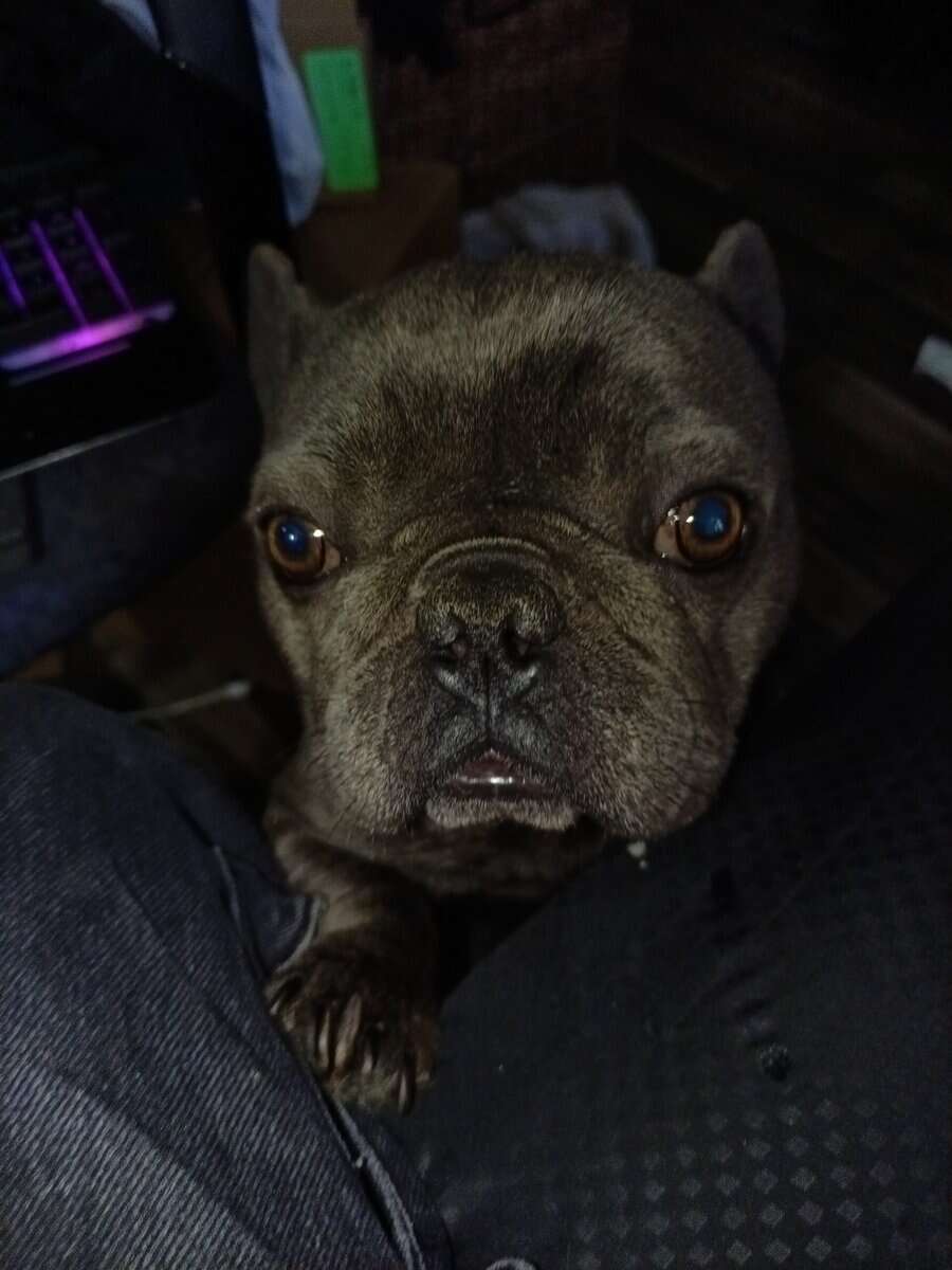 BRINDLE FRENCHY image 1