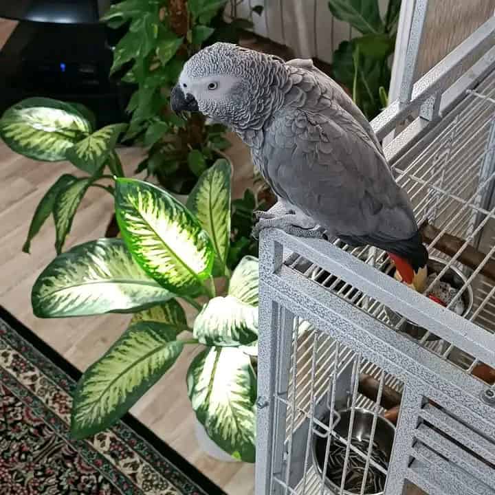 Male and female African grey Parrots Available image 3