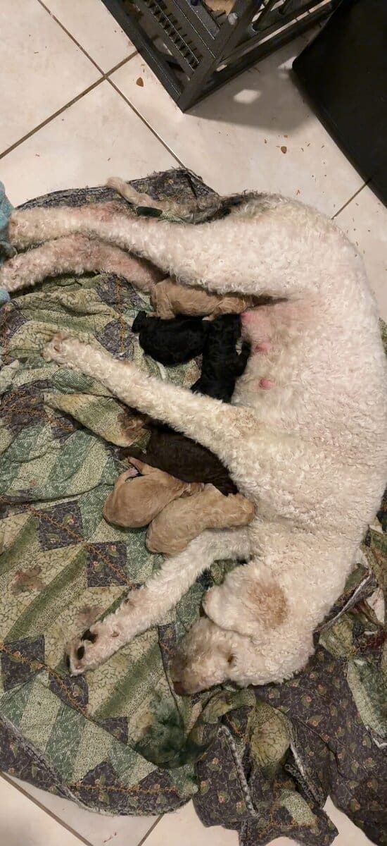 Golden doodles image 1