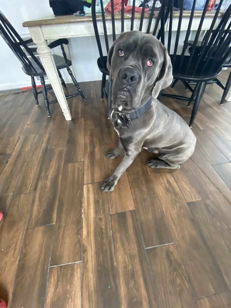 Cane corso 11 months image 3