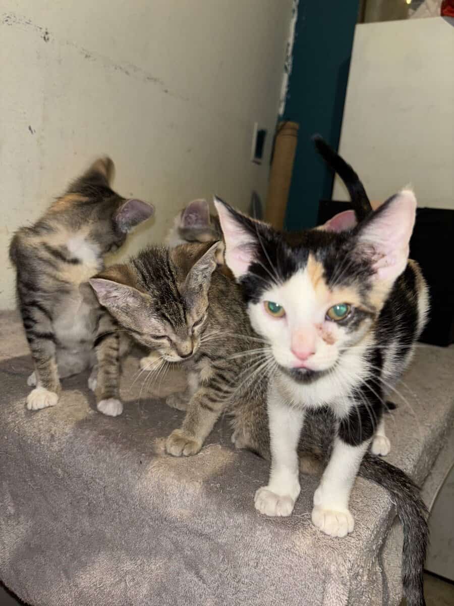 Kittens looking for good safe homes 150$ image 3