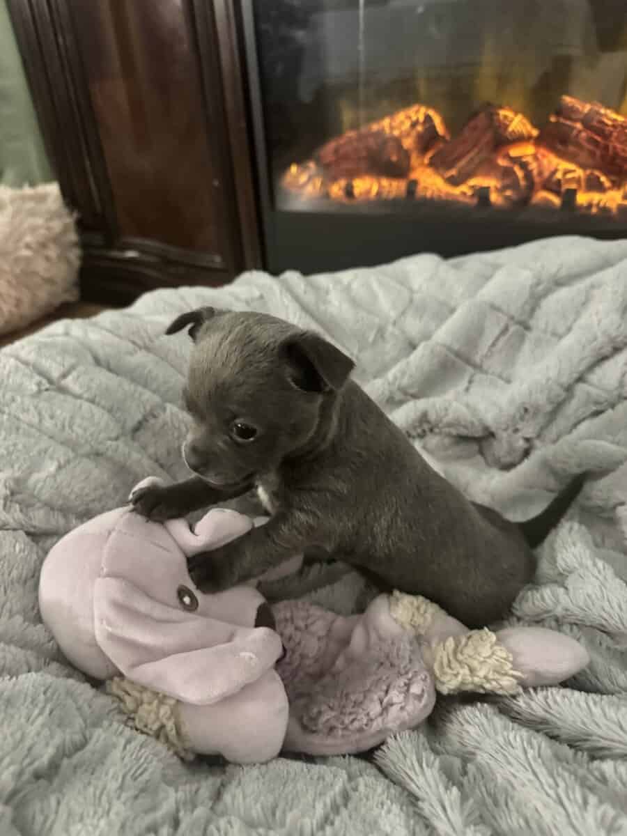 Applehead Chihuahuas purebred image 12