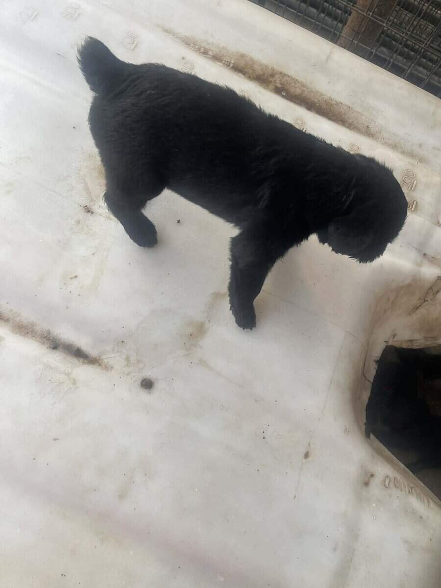 Giant Schnauzer image 5