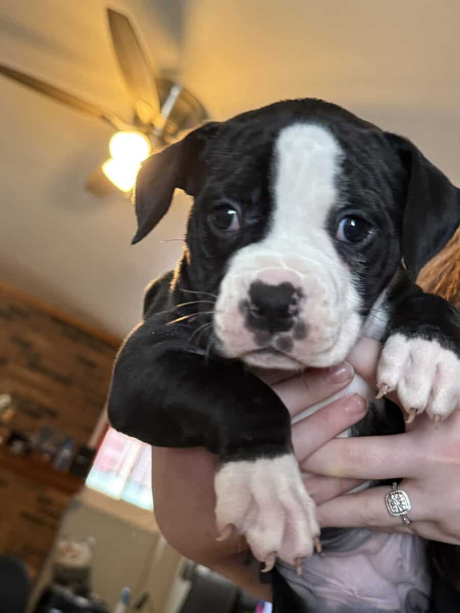 Puppies for Sale! image 5